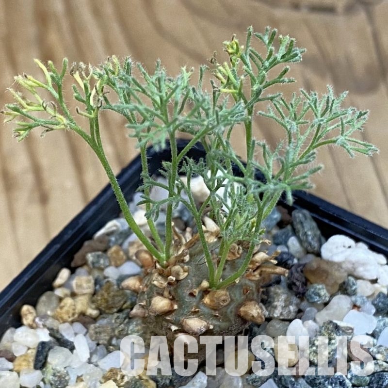 SH31861 Sarcocaulon peniculinum