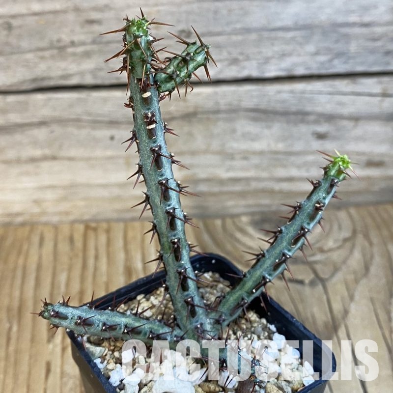 SH31862 Euphorbia aeruginosa