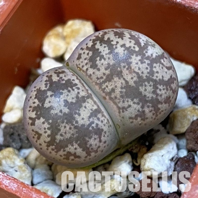 SH31870 Lithops coleorum