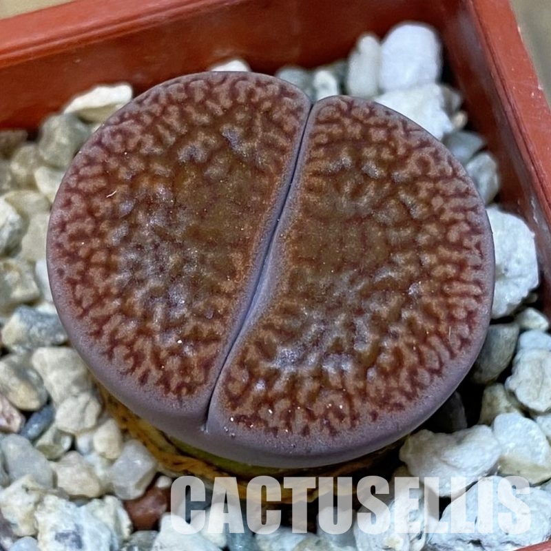 SH31871 Lithops hookeri v. marginata L9-56