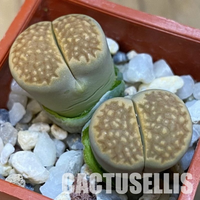 SH31872 Lithops hallii C111A