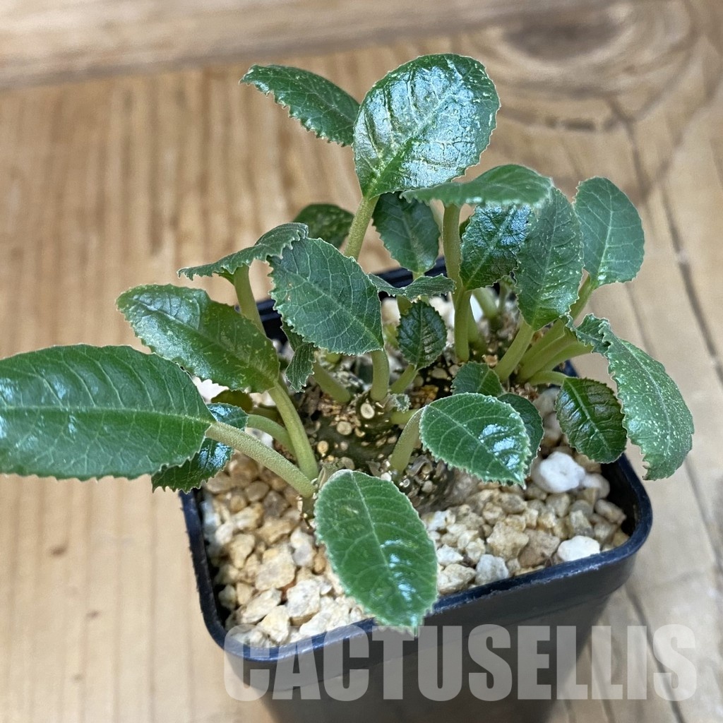 SH31855 Dorstenia foetida f. cristata