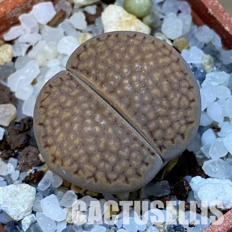 SH31874 Lithops hallii