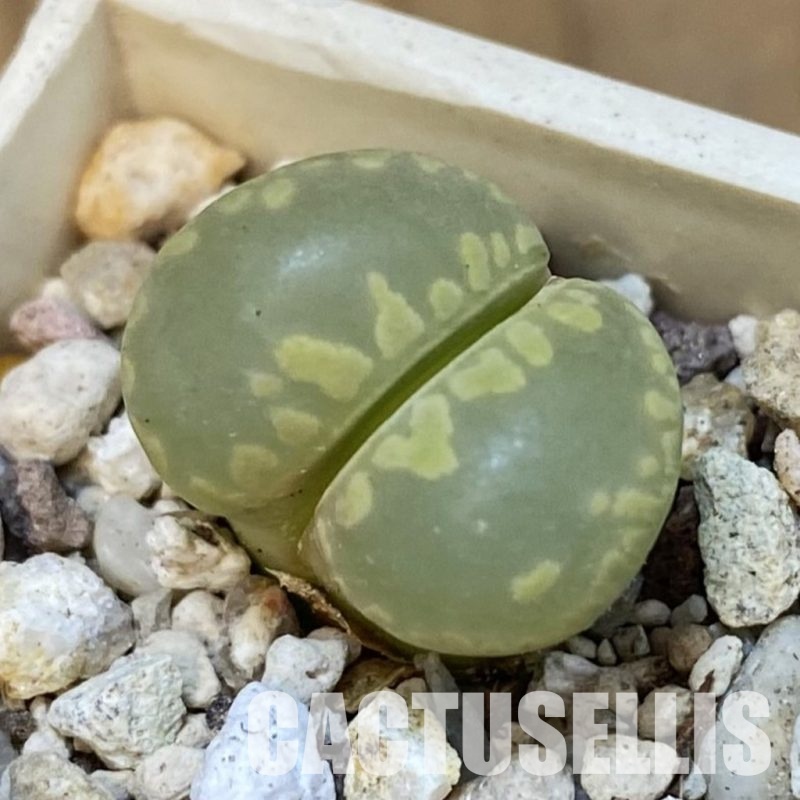 SH31876 Lithops otzeniana