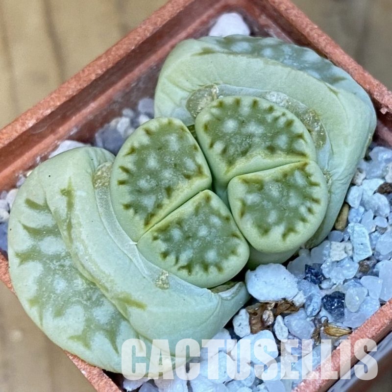 SH31877 Lithops juli
