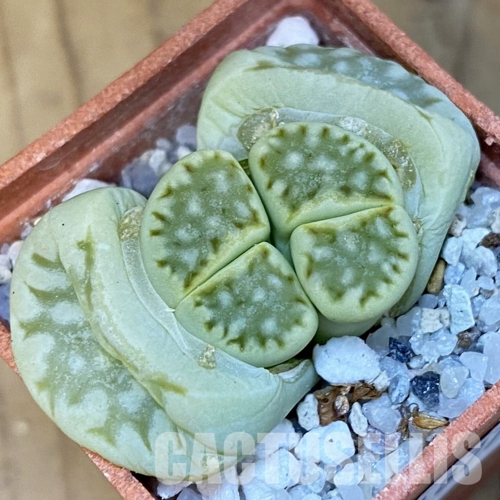 SH31877 Lithops juli