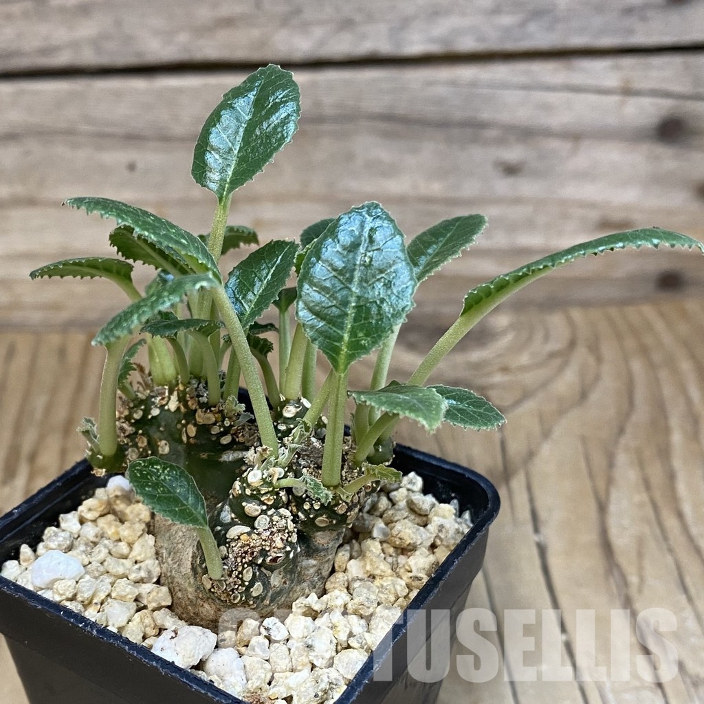 SH31855 Dorstenia foetida f. cristata - 画像 (2)