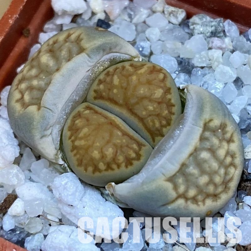 SH31878 Lithops julii ‘Kikushogiyoku’