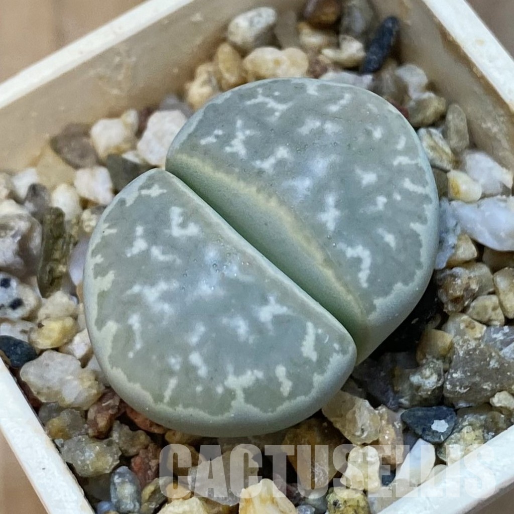 SH31879 Lithops marmorata