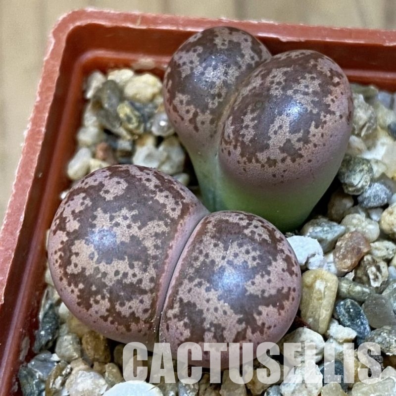 SH31880 Lithops coleorum