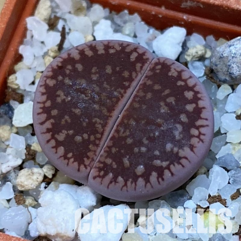 SH31881 Lithops aucampiae 'Fire Brandt'