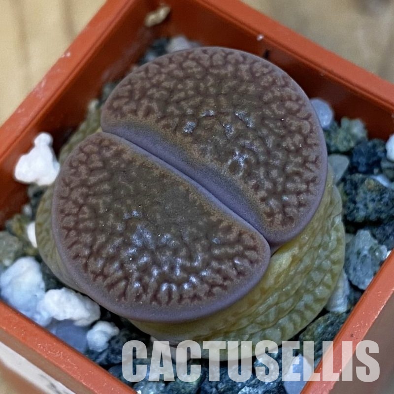 SH31882 Lithops hookeri C 53