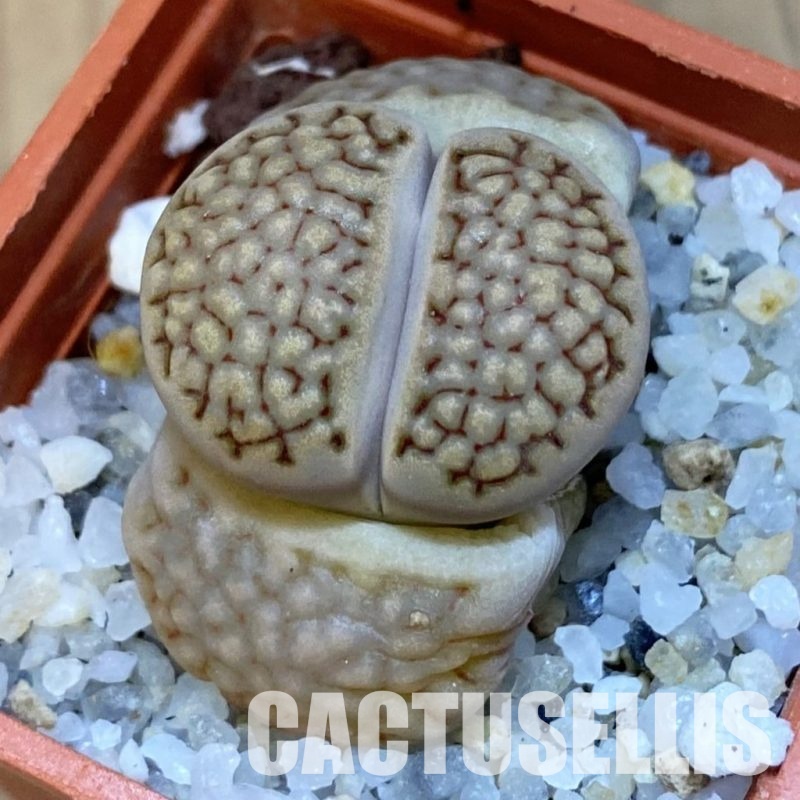 SH31883 Lithops hallii -Geelkop-