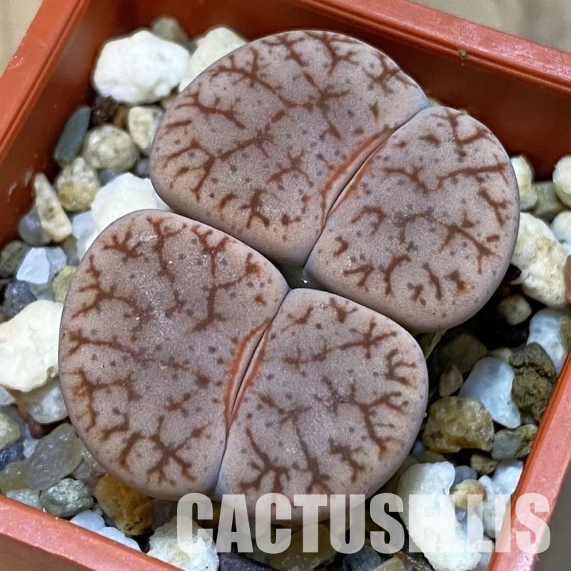 SH31884 Lithops pseudotruncatella