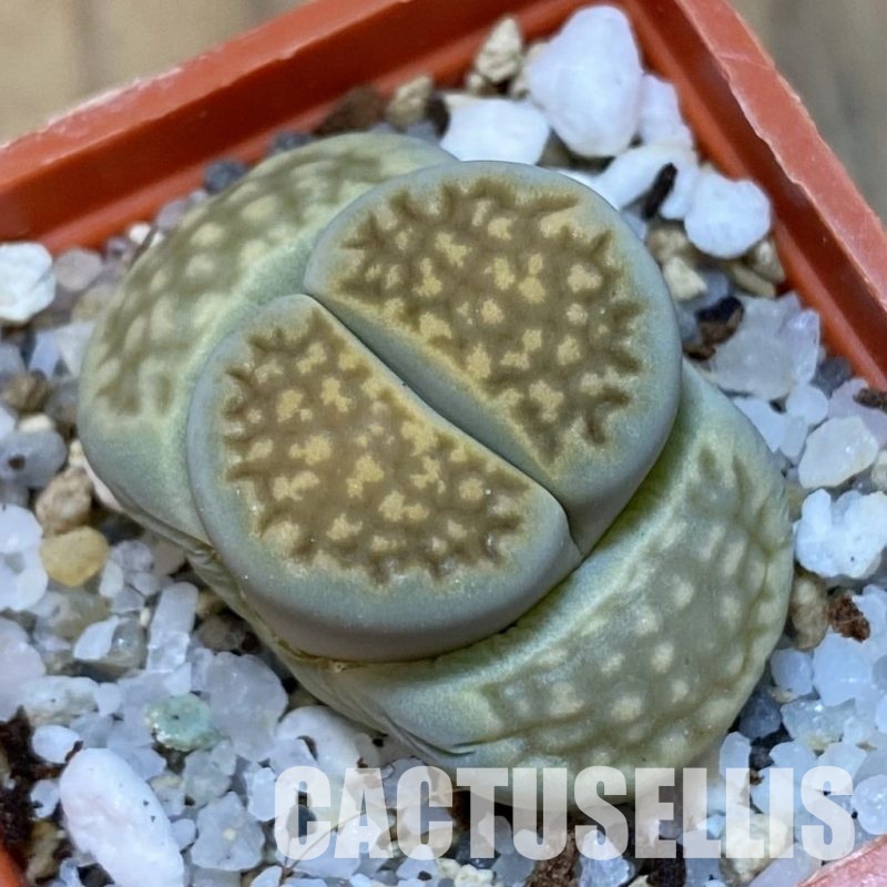 SH31885 Lithops hallii 111A