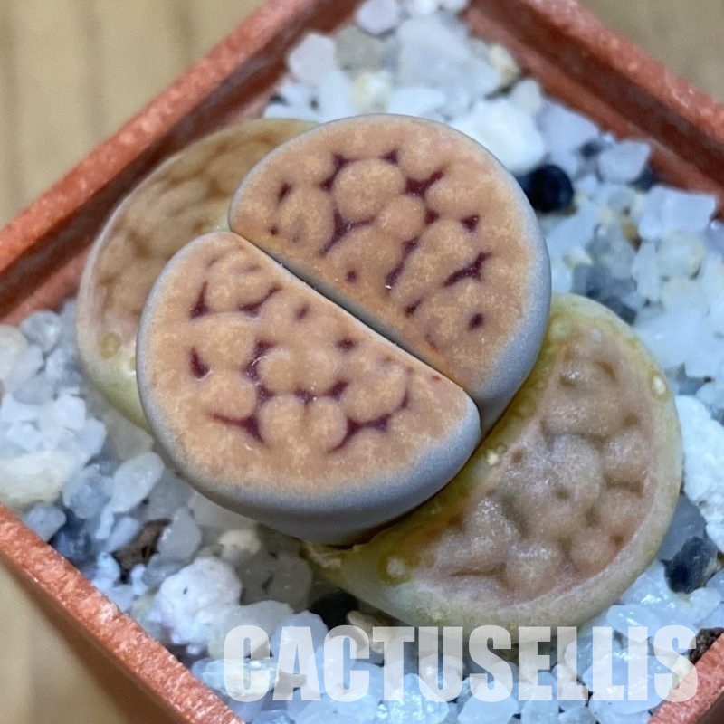 SH31887 Lithops karasmontana v. lateritia MG 1634