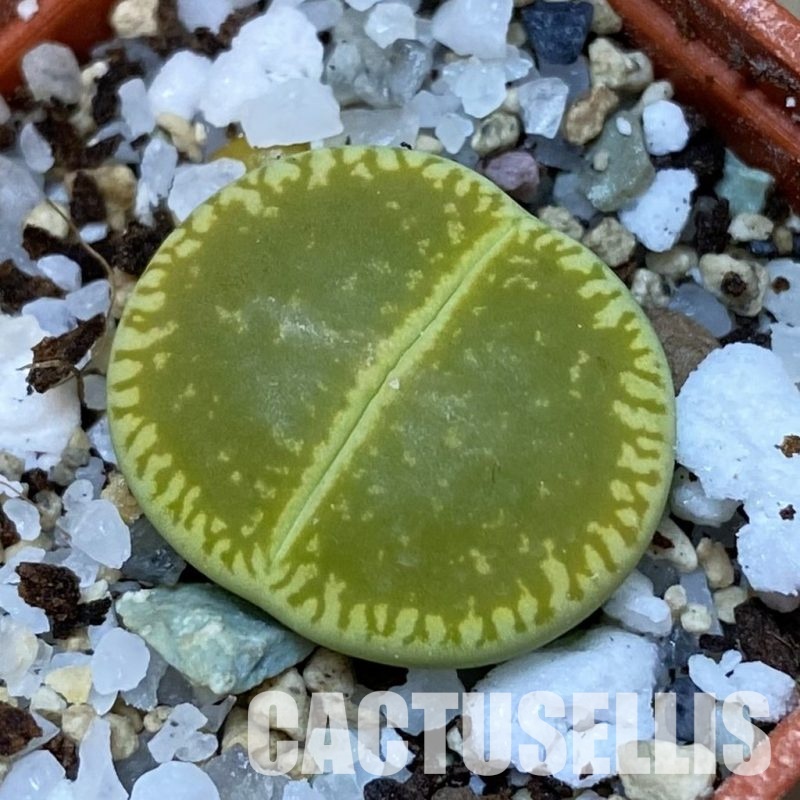 SH31888 Lithops aucampiae x Lithops julii