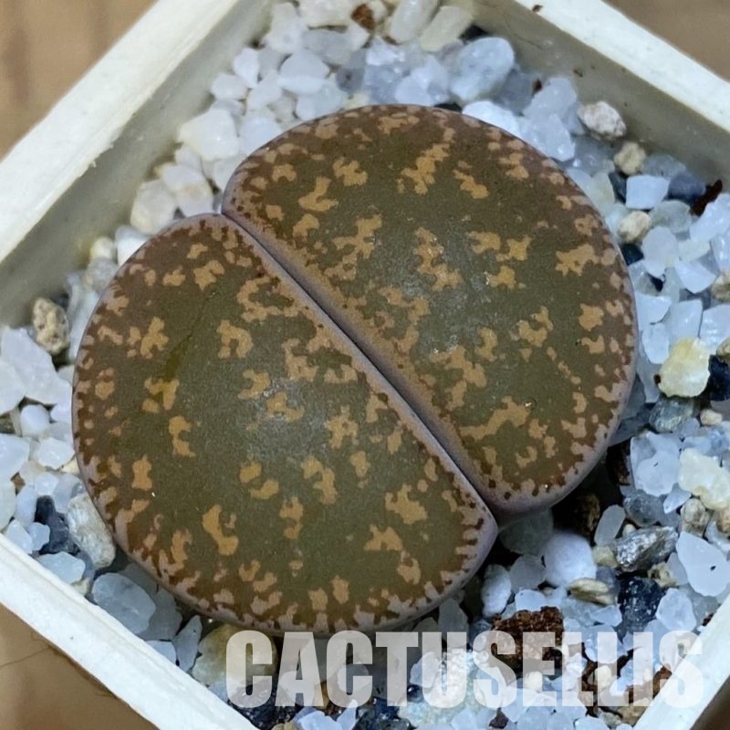 SH31889 Lithops lesliei