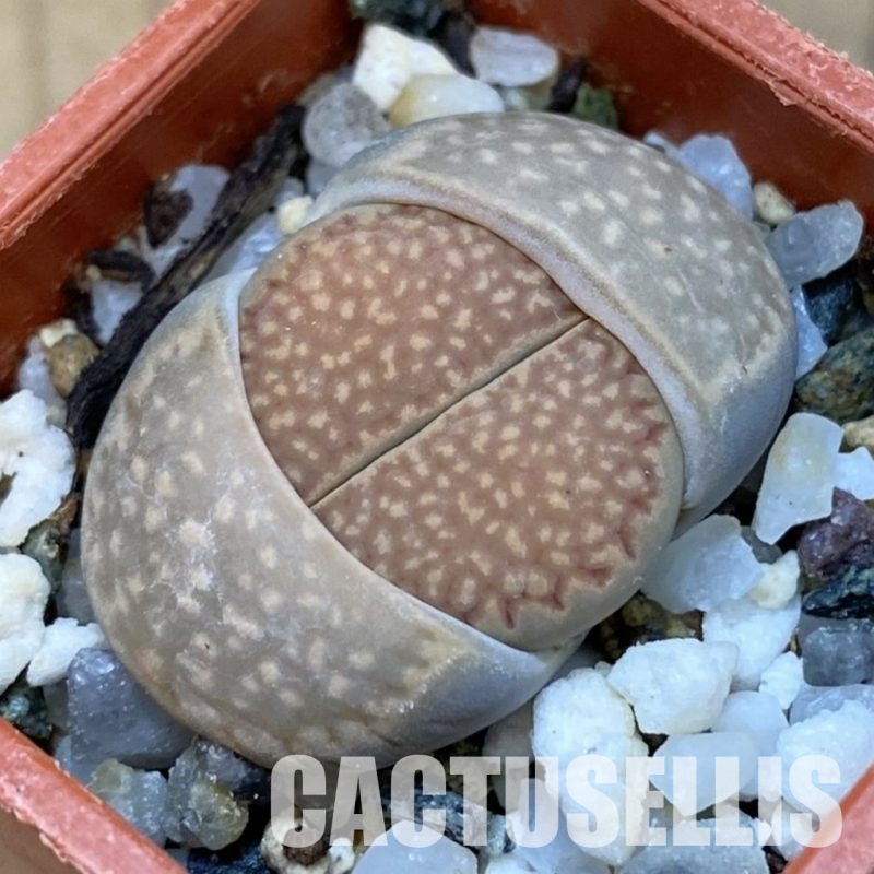 SH31890 Lithops hallii