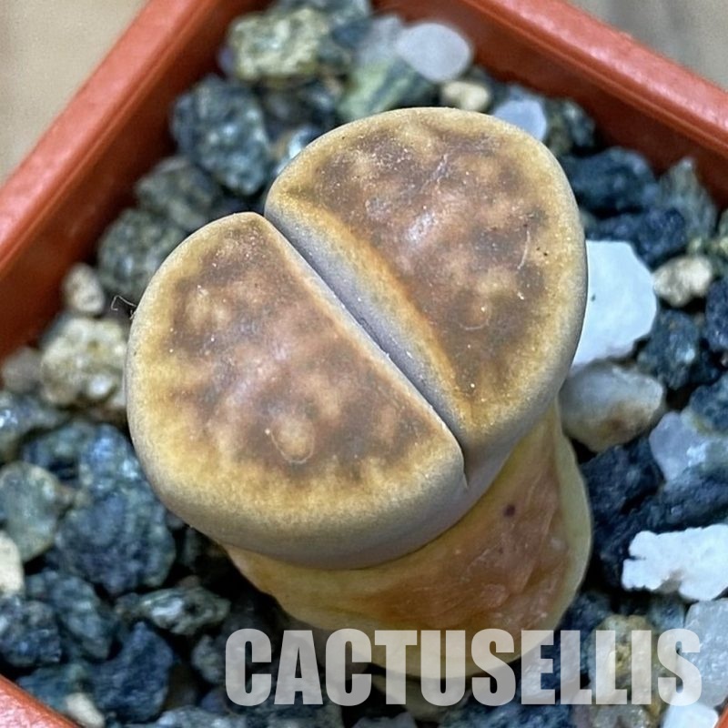 SH31891 Lithops karasmontana 'Smokey Peach'