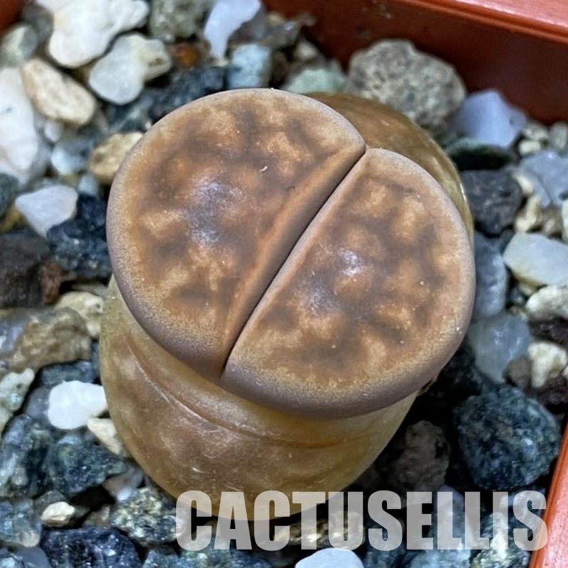 SH31892 Lithops karasmontana 'Smokey Peach'