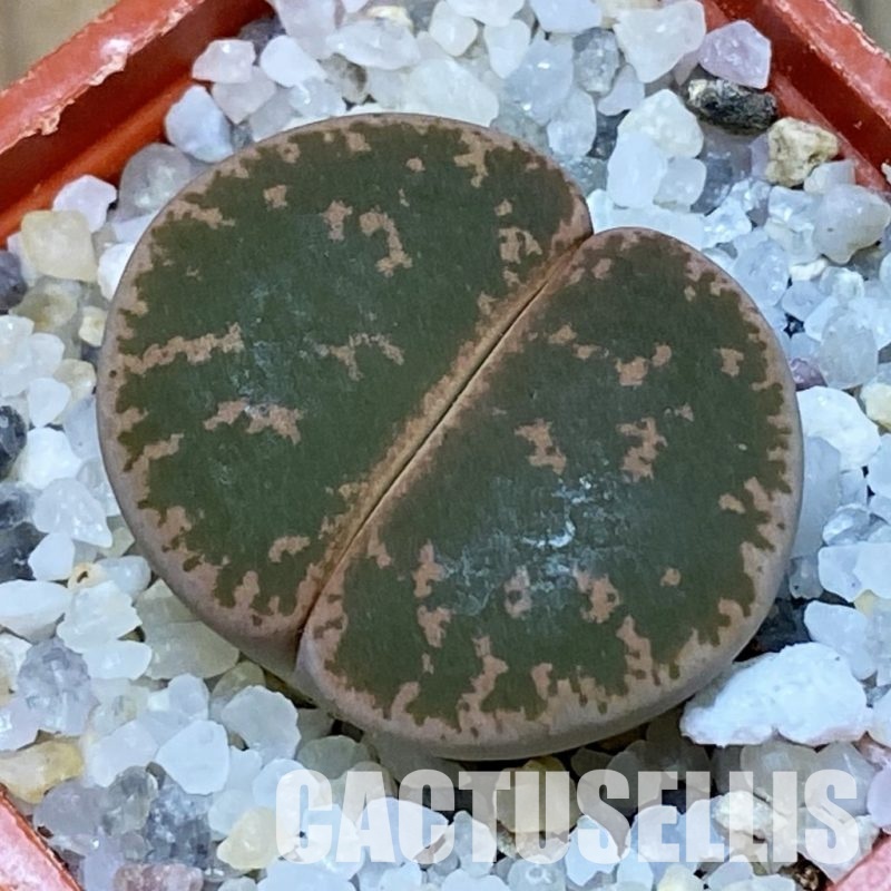 SH31893 Lithops lesliei