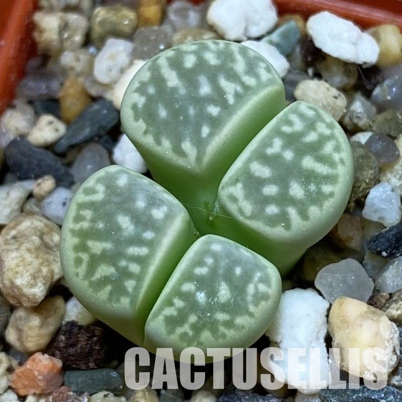 SH31894 Lithops marmorata