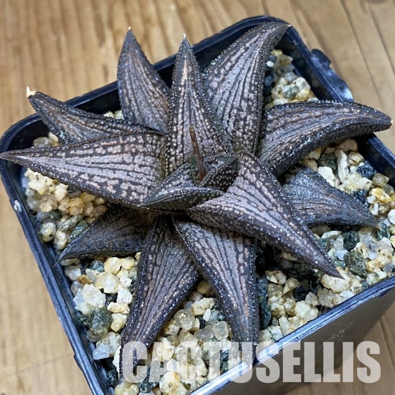SH32023 Haworthia 'Kintaikyo'