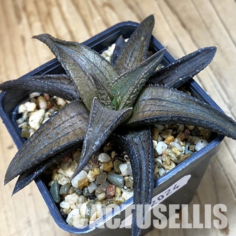 SH32024 Haworthia woolleyi x koelmaniorum, seedling