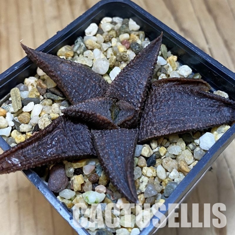 SH32025 Haworthia koelmaniorum