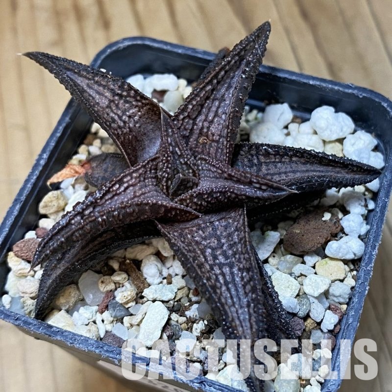 SH32026 Haworthia 'Kintaikyo'