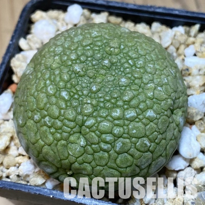 SH31995 Pseudolithos migiurtinus