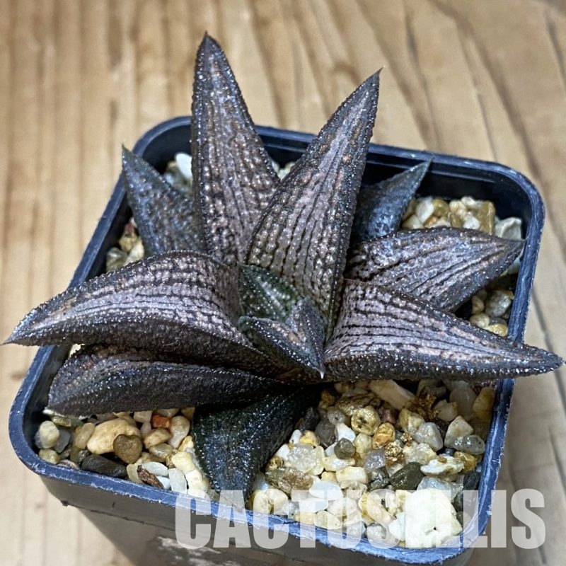SH32027 Haworthia 'Kintaikyo'