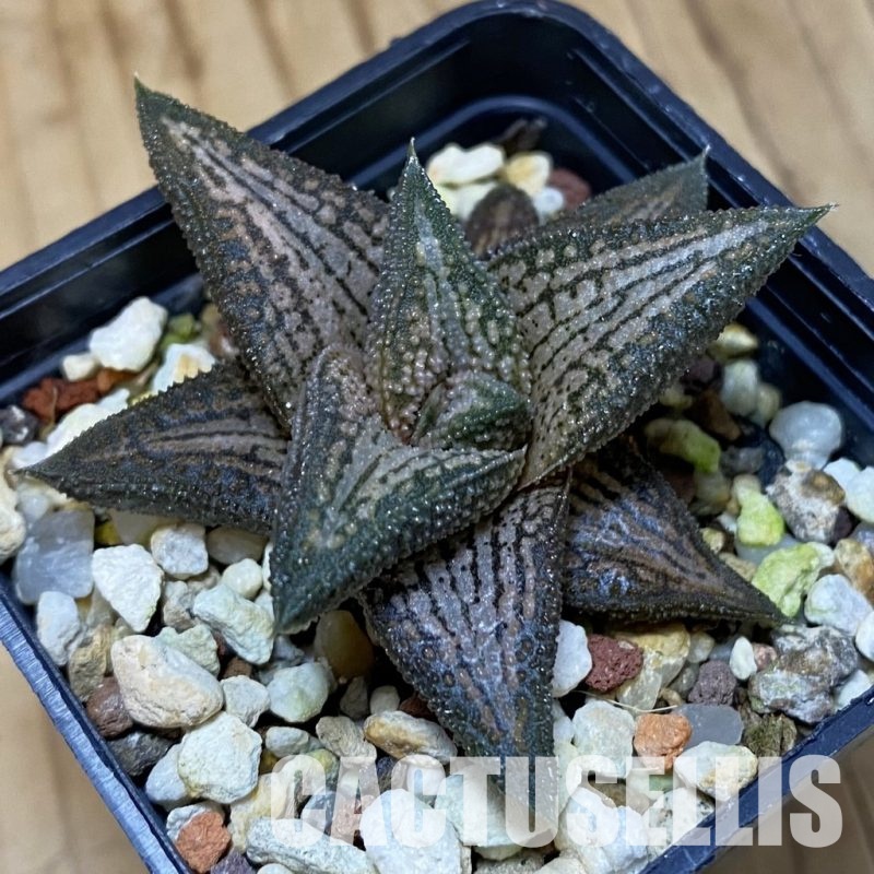 SH32028 Haworthia 'Kintaikyo'
