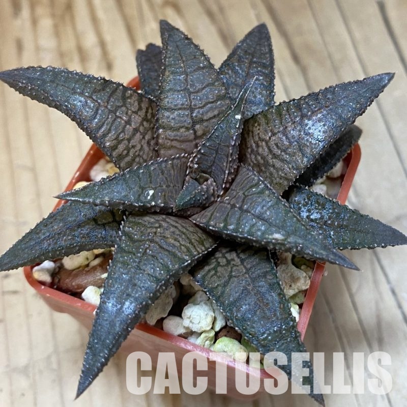 SH32029 Haworthia koelmaniorum 'Dragon King'