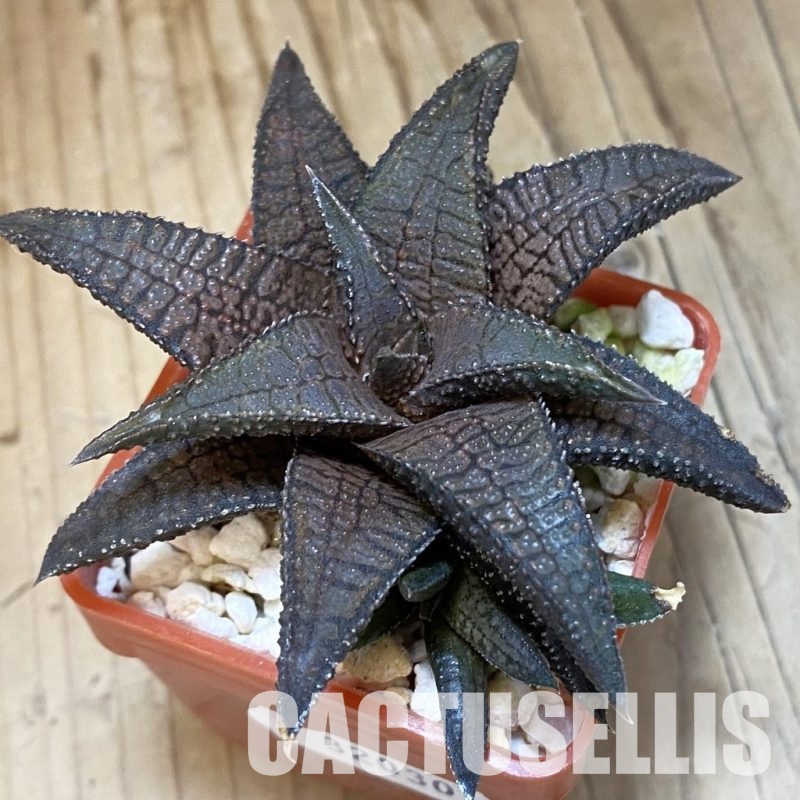 SH32030 Haworthia koelmaniorum 'Dragon King'