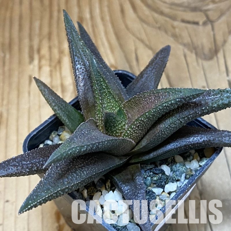 SH32031 Haworthia scabra x koelmaniorum