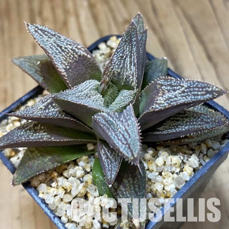 SH32032 Haworthia splendens hybrid