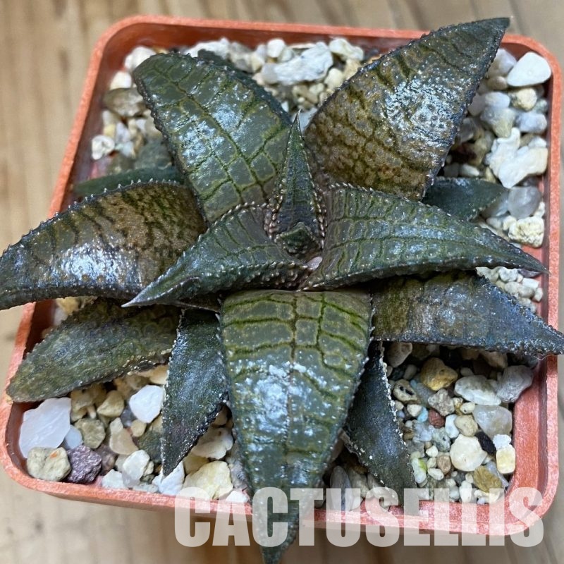 SH32033 Haworthia koelmaniorum ‘Dragon King’