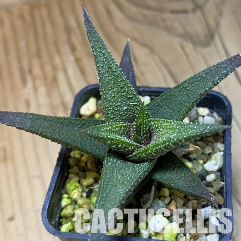 SH32034 Haworthiopsis attenuata hybrid, seedling