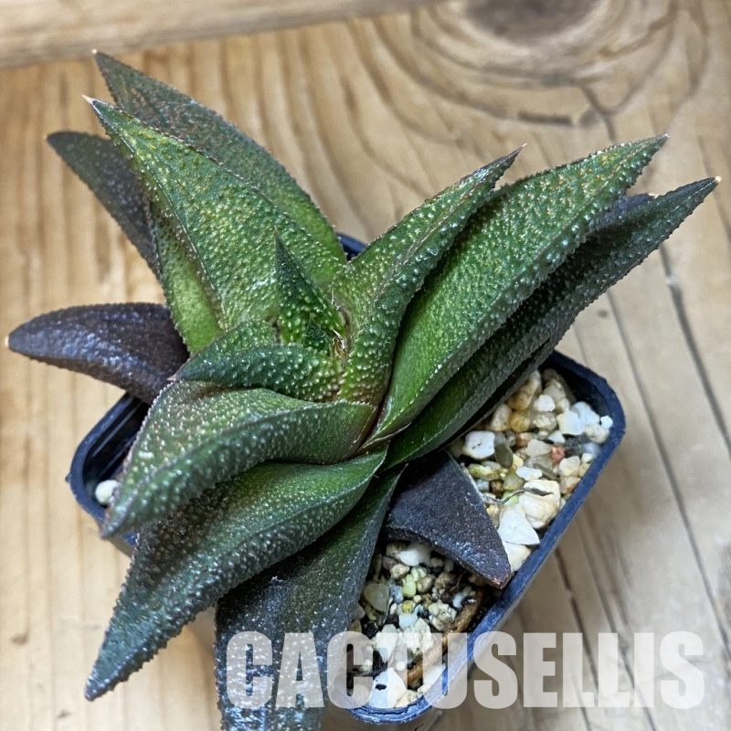 SH32035 Haworthia scabra x koelmaniorum