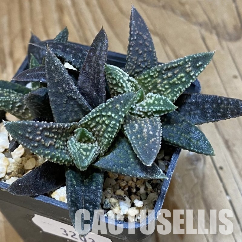 SH32036 Haworthia minima x 'Kintaikyo'