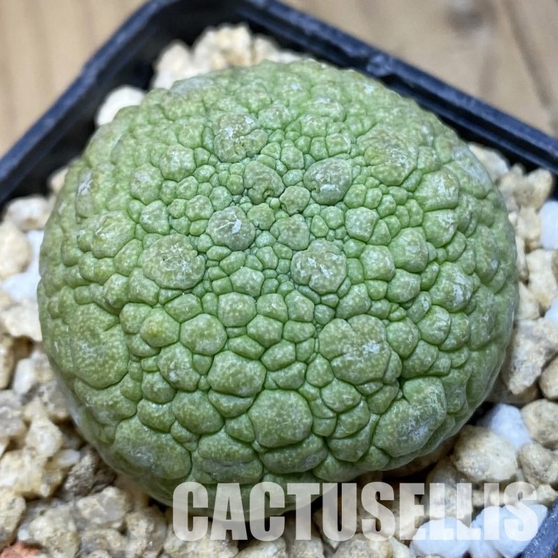 SH31996 Pseudolithos migiurtinus
