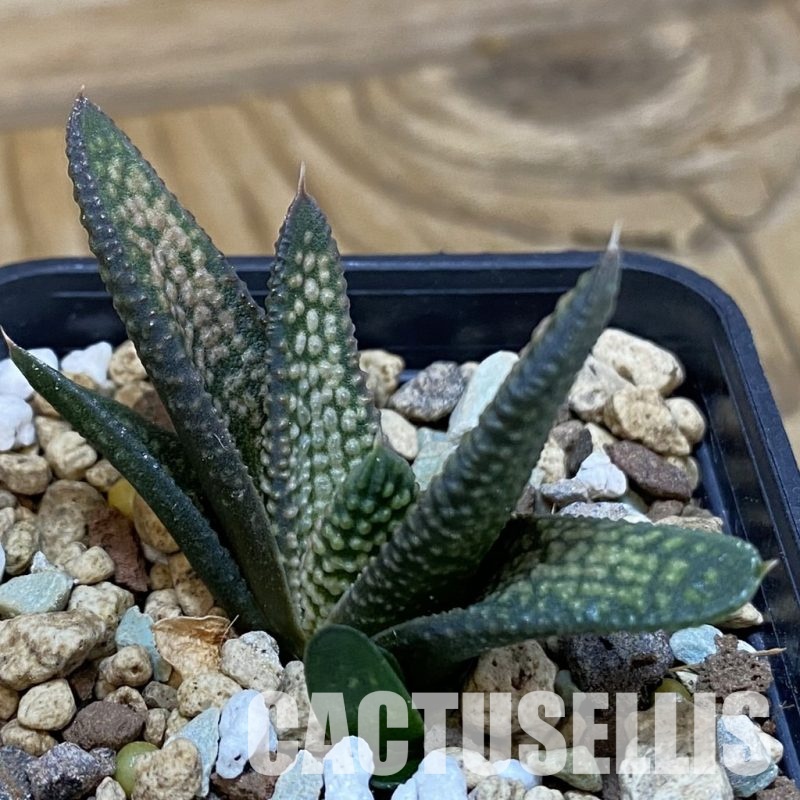 SH32037 Haworthia koelmaniorum x pumila