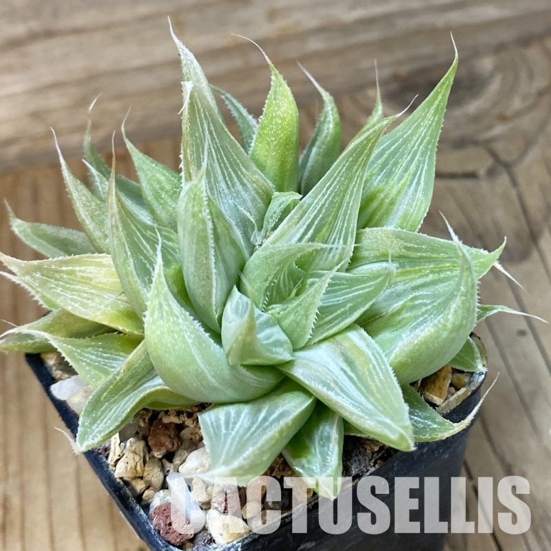 SH32038 Haworthia 'Grey Ghost'