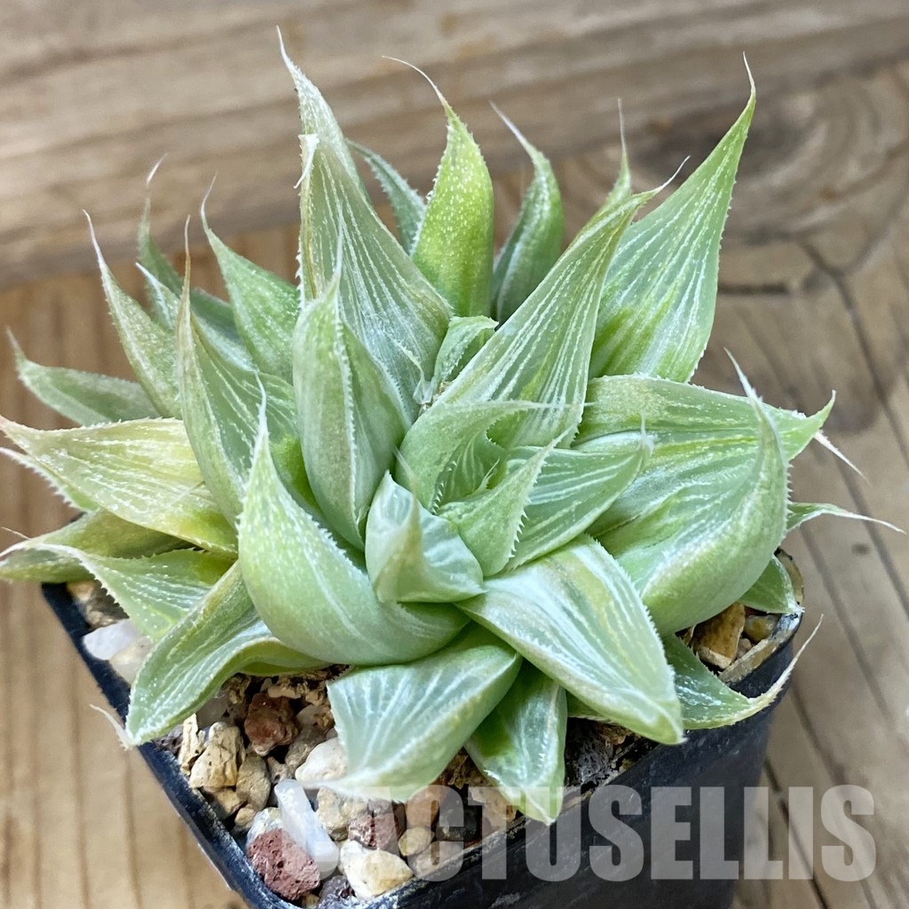 SH32038 Haworthia 'Grey Ghost'