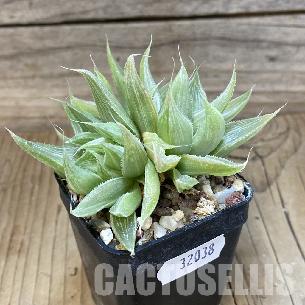 SH32038 Haworthia 'Grey Ghost' - 画像 (2)