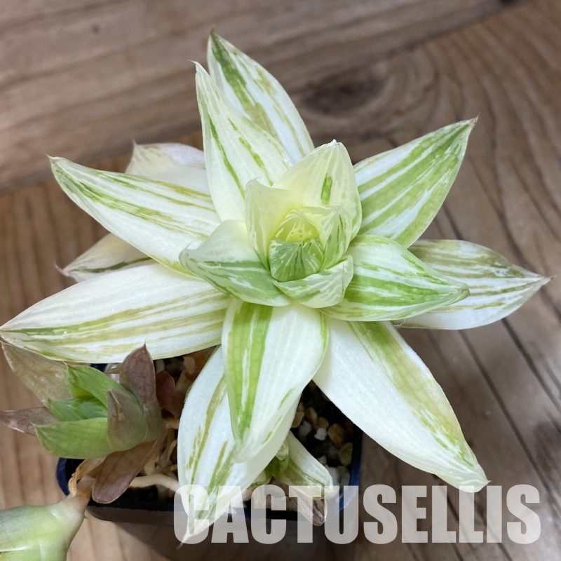 SH32039 Haworthia cymbiformis f. variegata