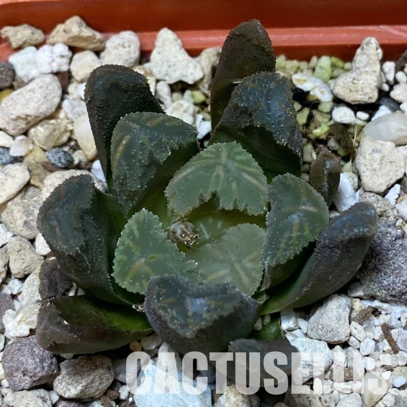 SH32040 Haworthia maughanii x cooperi F2