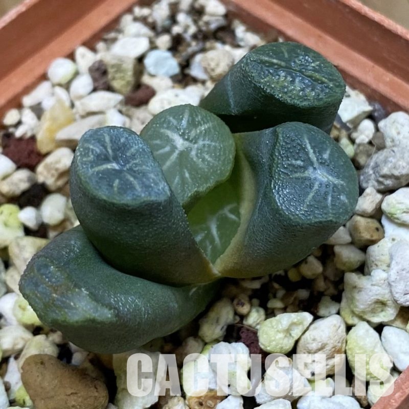 SH32041 Haworthia maughanii -Japan-